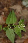 Narrowleaf cowwheat